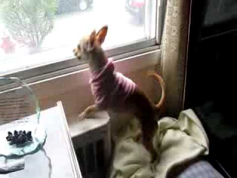 What princess does when i leave the house