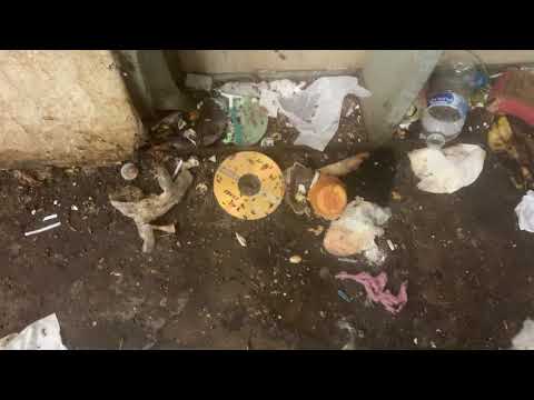 Cockroaches Getting Flushed Out in Freehold, NJ