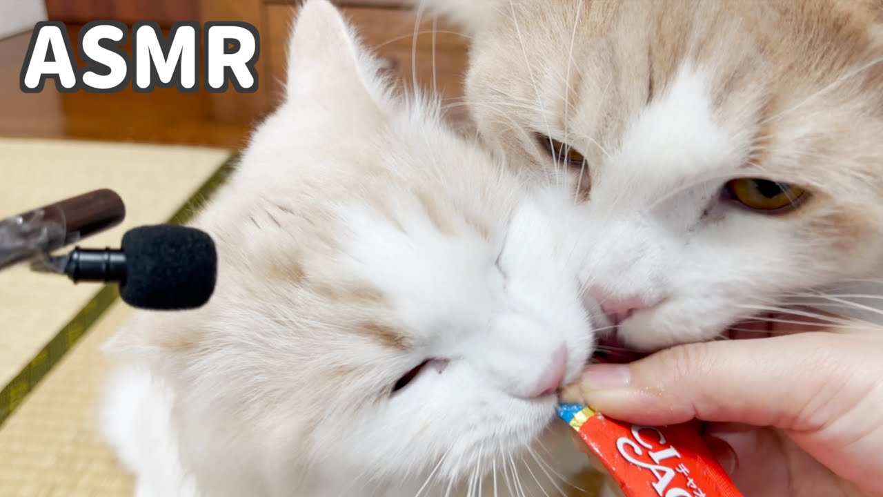 【ASMR】ごはんを食べる子猫たち【ぽしゃっけ】