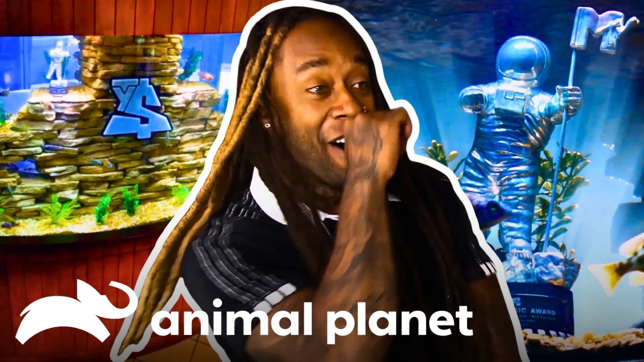 Ty Dolla $ign's Stunning New Fish Tank And Other Replicas! | Tanked | Animal Planet