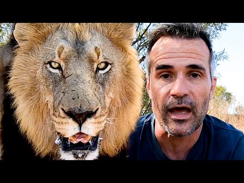 Part of the LION Pride | The Lion Whisperer