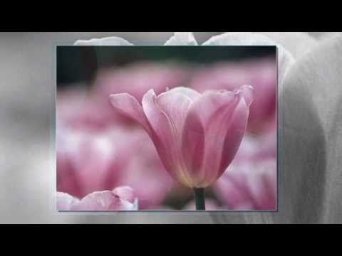 Flowering Meadow Suite: Music and Nature Sounds for Relaxation