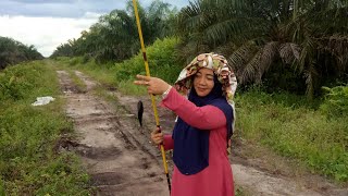 preview picture of video '#MancingJoss EP02 Mancing Kihung Kapar Puyu di Kebun Sawit Asem Kumbang'