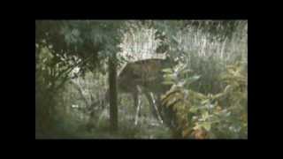 preview picture of video 'Daino, Fallow Deer (Dama Dama). Bargagli (Genova, Italia)'