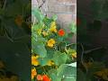 My secret garden quest 743 #plants in pots #nasturtiums