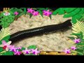 The Amazing World Insect S Reptiles