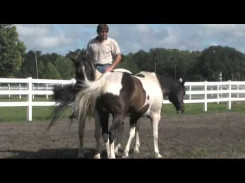 Tommie Turvey Liberty Horse Training Practice, Fun with Horses