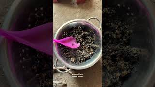 Download lagu only able to cook tiwul rice #dramajoko #drama #sad #tiwul mp3