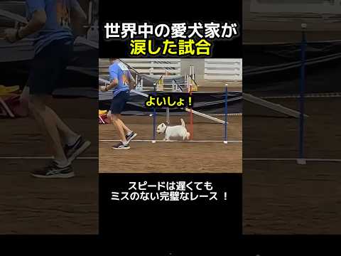 世界中の愛犬家が涙した伝説の試合