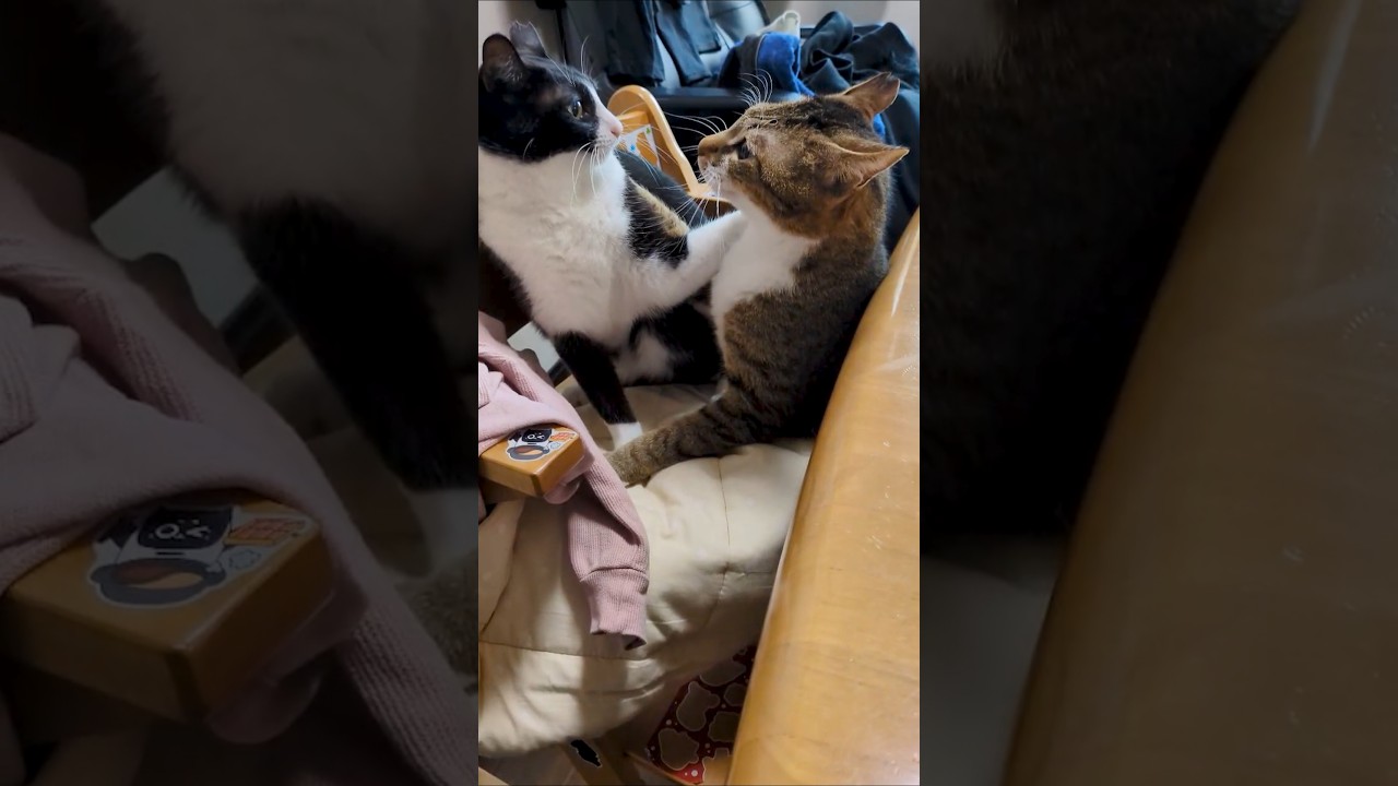 【世紀の一戦】愛娘の椅子をかけた猫たちのガチ喧嘩がこちらw #保護猫 #猫のいる暮らし #椅子取りゲーム #猫喧嘩 #おもしろ猫