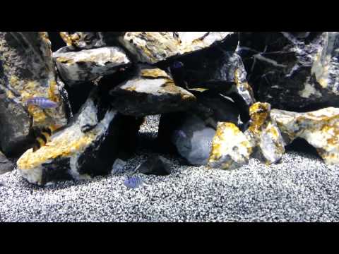 African Cichlid tank update!