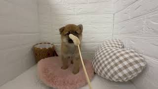 ハーフ犬の動画01