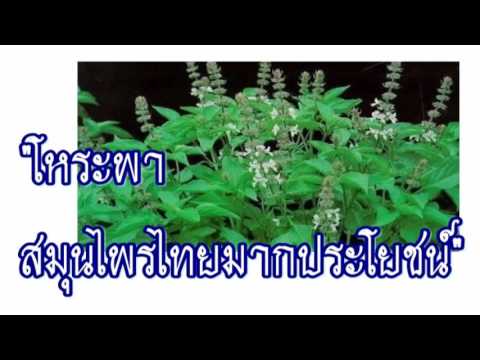 ความอ่อนแอหนังโป๊ Trental ในการรักษาความอ่อนแอ