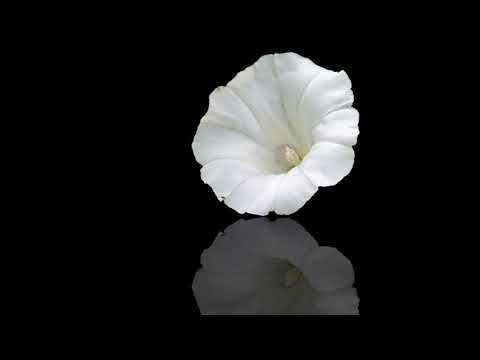 Martin Hall - There's a Hole in My Heart (Indie Pop)