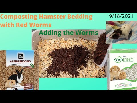 Compost Hamster Bedding With Red Worms (Adding the worms) 9/18/2021