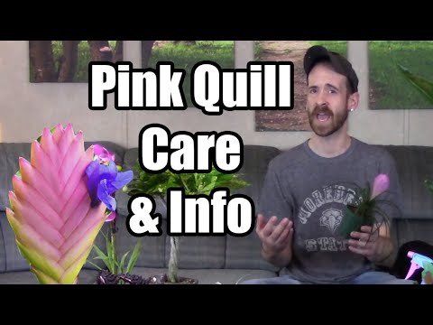 , title : 'Pink Quill Care & Information'