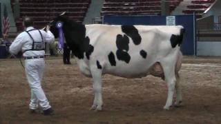 preview picture of video 'NY Spring International Holstein Show Champions 2009 - HD'