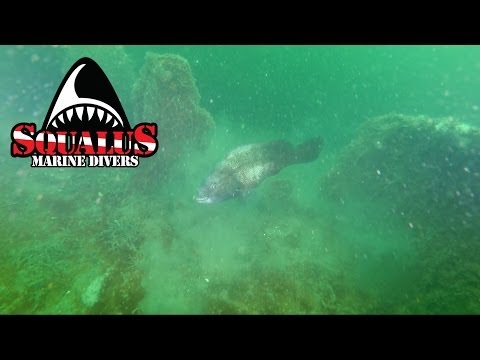 ARTIFICIAL REEF AT SMITHTOWN BAY NY MONSTER BARGE -SQUALUS MARINE DIVERS