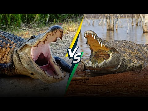 Which is More Dangerous Alligator or Crocodile?