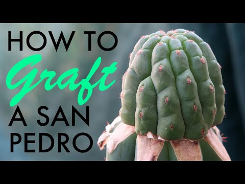 How to graft a pup on an adult San Pedro cactus