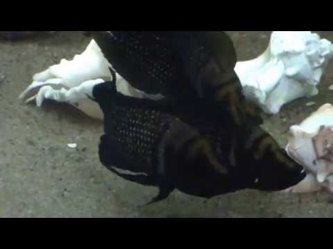 Altolamprologus calvus black pectoral