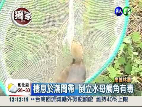 養殖業者抽海水 農地驚見毒水母