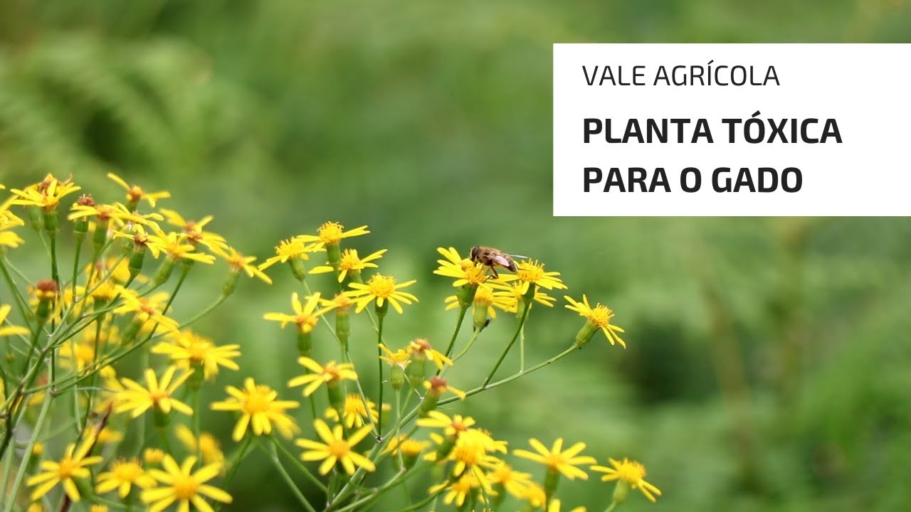 UMA DAS PLANTAS MAIS TÓXICAS QUE SE TEM NO PASTO!