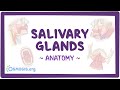 Anatomy of the salivary glands