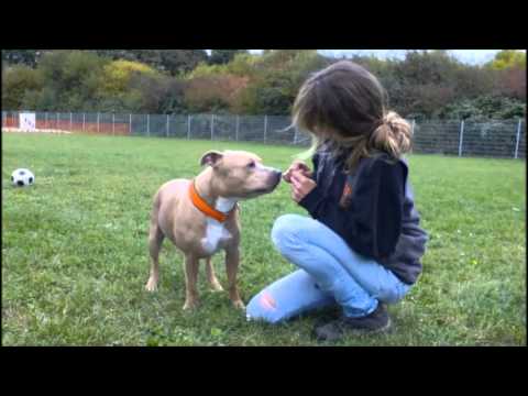 download lagu mp3 mp4 Pitbull Staff Und Co Kln, download lagu Pitbull Staff Und Co Kln gratis, unduh video klip Pitbull Staff Und Co Kln