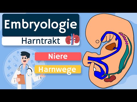 Embryology - Urinary tract (kidney, bladder) simply explained