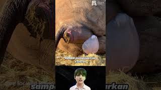 Download lagu Proses badak melahirkan #badak #hewan #shorts mp3 Download lagu Proses badak melahirkan #badak #hewan #shorts mp3