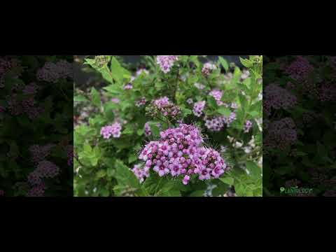 Little Princess Spirea