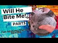 Will He Bite Me Cat Testing Part 3
