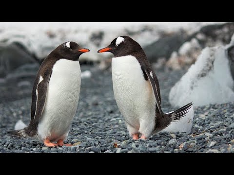 antarctica penguins 4k video
