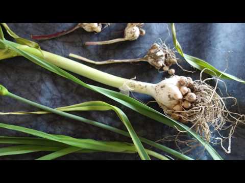 , title : 'POIREAU PERPETUEL AU JARDIN FORET COMESTIBLE'