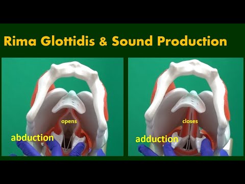 Rima Glottidis and Sound Production