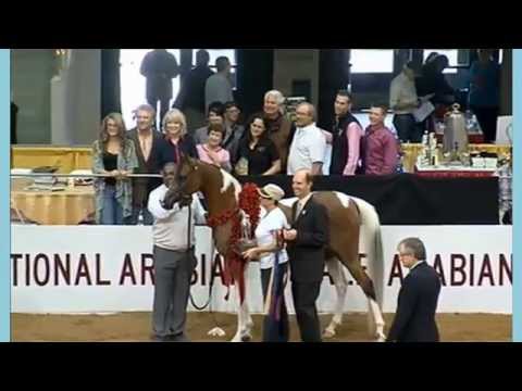 Futurity Gelding Class 2014 US Nationals