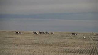 preview picture of video 'Pronghorn Antelope bolt from my car, near Lethbridge, Alberta, Canada'