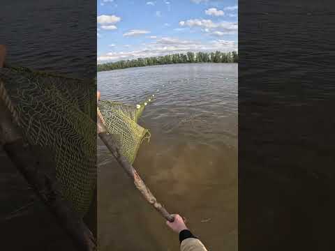 Тайны рыбалки неводом: ловим щук без лишних слов #рыбалка #невод #fishing #лайк #рыбалканаозере