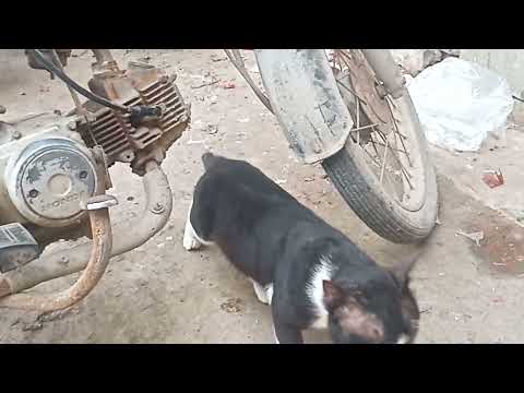 A Cat Short Clip(official clip)