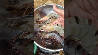 Download lagu Udang Bago besar, segar dan lezat mp3