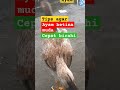 Asupan Agar Ayam Betina Muda Cepat Birahi Ayamshamo Ayam