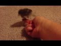 Spartacus Cuando Era Un Bebe