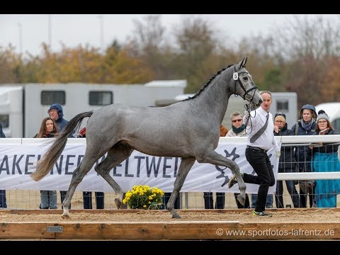 Trakehner Hengstmarkt Kat.Nr. 5 " Blancor" *2017