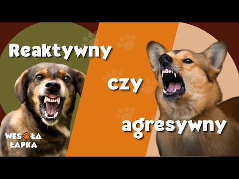 Reaktywny czy agresywny?