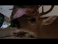 Thirsty Deer Found In Hurricane Damaged Home