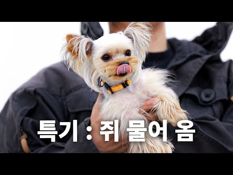 견종백과 요크셔테리어편