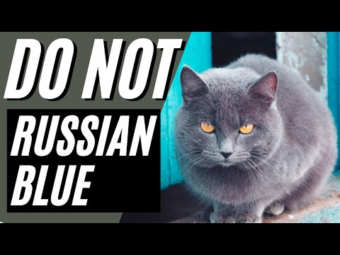 7 Reasons You Should NOT Get a Russian Blue Cat