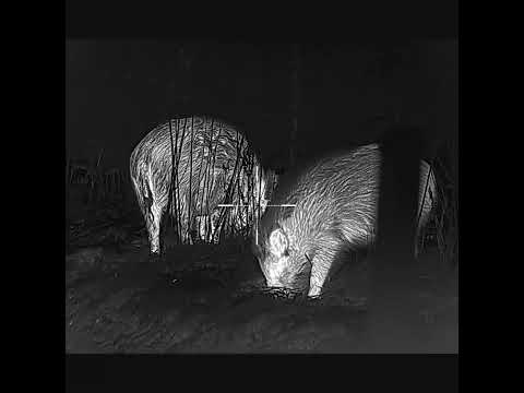 7 Wildboars Infiray Tube TH50 v2 thermal scope