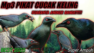 Download lagu MP3 RIBUT CUCAK KELING•TERBUKTI AMPUH UNTUK  PIKAT mp3